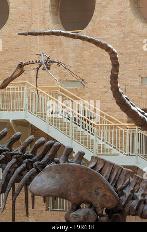 Riesige Dinosaurier dominieren das Atrium des Fernbank Museum of Natural History in Atlanta, Georgia. (USA) Stockfoto