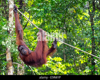 Männliche Borneo Orang-Utan im Semenggoh Nature Reserve in der Nähe von Kuching, Malaysia. Stockfoto