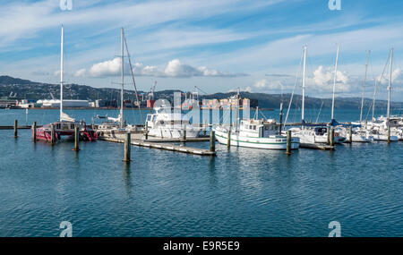 Yachten ankern am Chaffers Marina, Clyde Quay Wharf, Wellington Harbour, New Zealand Stockfoto