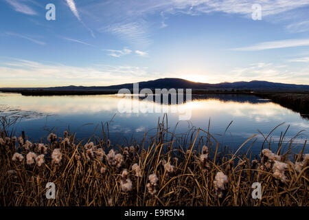 Rohrkolben wachsen entlang der Teiche am Monte Vista National Wildlife Refuge, zentralen Colorado, USA Stockfoto