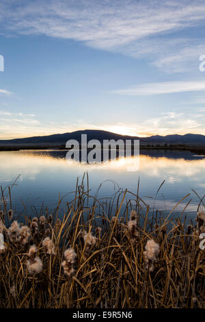 Rohrkolben wachsen entlang der Teiche am Monte Vista National Wildlife Refuge, zentralen Colorado, USA Stockfoto