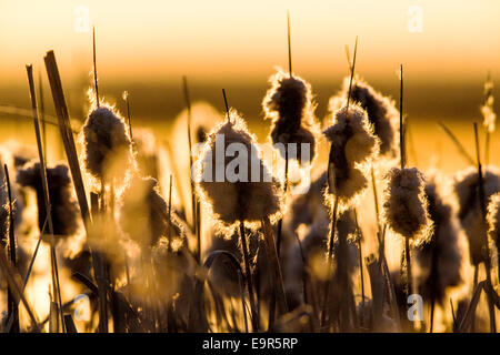 Rohrkolben wachsen entlang der Teiche am Monte Vista National Wildlife Refuge, zentralen Colorado, USA Stockfoto