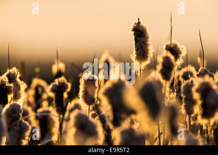 Rohrkolben wachsen entlang der Teiche am Monte Vista National Wildlife Refuge, zentralen Colorado, USA Stockfoto