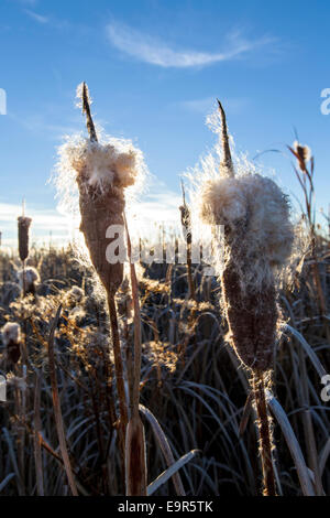 Rohrkolben wachsen entlang der Teiche am Monte Vista National Wildlife Refuge, zentralen Colorado, USA Stockfoto