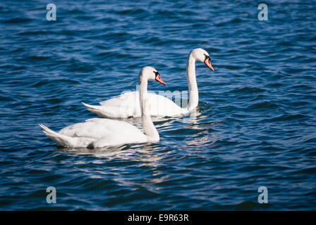 Paar Höckerschwäne auf welligen Wasser. Stockfoto