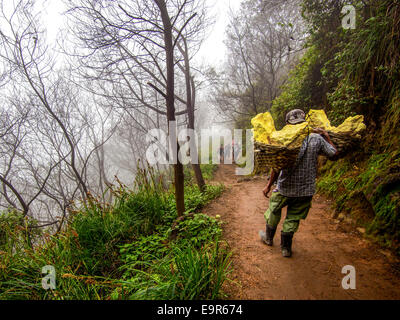 Schwefel-Miner tragen die Last der festen Schwefel am Kawah Ijen Vulkan, Ost-Java, Indonesien. Stockfoto