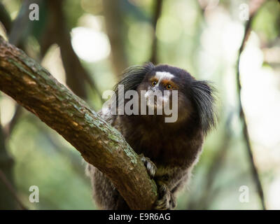 Brasilianische Sagui Affen im Regenwald von Rio De Janeiro, Brasilien. Der Sagui-Affe ist die kleinste der simian Primaten. Stockfoto