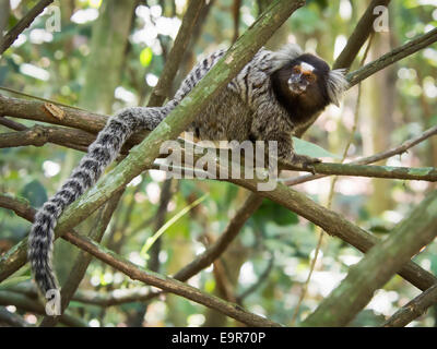 Brasilianische Sagui Affen im Regenwald von Rio De Janeiro, Brasilien. Der Sagui-Affe ist die kleinste der simian Primaten. Stockfoto