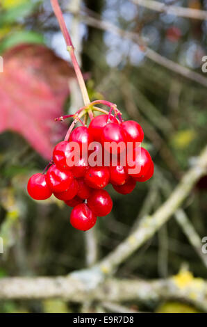 Beeren des Schneeballs Rose, Viburnum Opulus, in eine Hecke in Wiltshire, England. Stockfoto