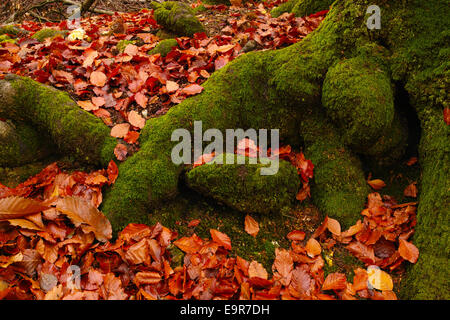 Buche Baumwurzeln im Herbst in Moos bedeckt. Stockfoto