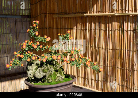 Bonsai-Blume im Topf in einem japanischen Garten Stockfoto