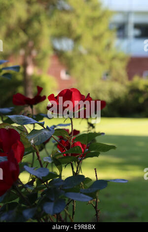 Rote Rose auf dem Ast im Garten geringer Tiefe des Feldes Stockfoto