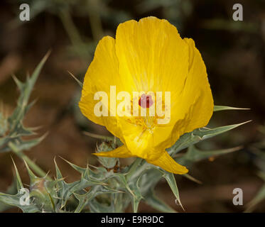 Spektakuläre lebhaft gelbe Blume & Blau / Grün stacheligen Blätter von Mexiko Prickly Poppy, Argenone Ochroleuca, eine australische Unkraut Stockfoto