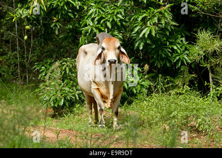 Young Brahman Stier mit großen Buckel und riesigen Ohren stehen am Rand der Urwald mit dichten Smaragd grüne vegetation Stockfoto