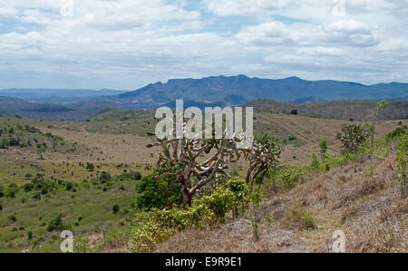 Weiten australischen Landschaft mit Feigenkaktus & zerklüfteten Gipfel des Monte Walsh in Ferne - Nationalpark Coalstoun Seen Stockfoto