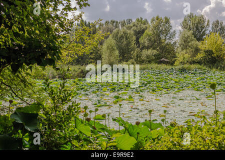 Das Naturschutzgebiet "Parco del Loto" Lotus grünen Gegend in Italien: einen großen Teich in der Lotosblumen (Nelumbo Nucifera) und Wasserlilien wachsen frei Erstellen einer wunderschönen natürlichen Umgebung. Stockfoto