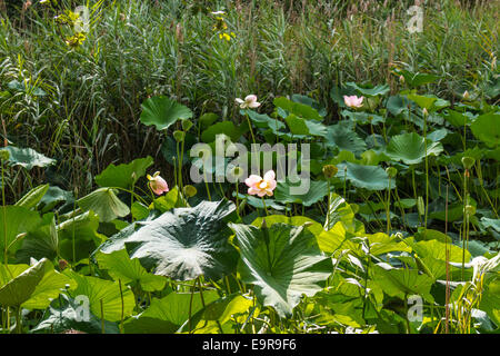 Das Naturschutzgebiet "Parco del Loto" Lotus grünen Gegend in Italien: einen großen Teich in der Lotosblumen (Nelumbo Nucifera) und Wasserlilien wachsen frei Erstellen einer wunderschönen natürlichen Umgebung. Stockfoto