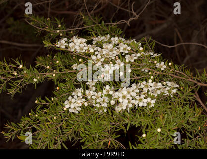 Cluster von weißen Blüten und Laub der australische Teebaum, Leptospermum Polygalifolium, Tantoon, auf schwarzem Hintergrund Stockfoto