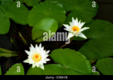 Weiß Twin Lotus Blume Stockfoto