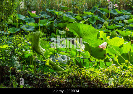 Das Naturschutzgebiet "Parco del Loto" Lotus grünen Gegend in Italien: einen großen Teich in der Lotosblumen (Nelumbo Nucifera) und Wasserlilien wachsen frei Erstellen einer wunderschönen natürlichen Umgebung. Stockfoto