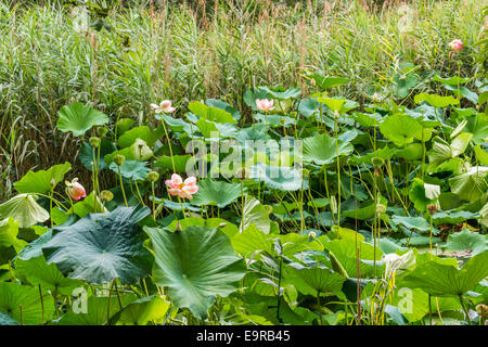 Das Naturschutzgebiet "Parco del Loto" Lotus grünen Gegend in Italien: einen großen Teich in der Lotosblumen (Nelumbo Nucifera) und Wasserlilien wachsen frei Erstellen einer wunderschönen natürlichen Umgebung. Stockfoto