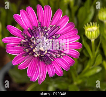 Spektakuläre brillant Purpur / Magenta gefüllte Blüte von Cape Daisy Osteospermum Ecklonis mit grünen Knospen & Blätter im Hintergrund Stockfoto