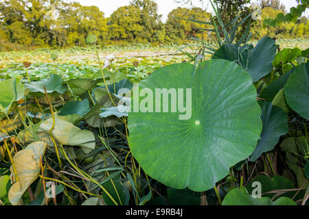 Das Naturschutzgebiet "Parco del Loto" Lotus grünen Gegend in Italien: einen großen Teich in der Lotosblumen (Nelumbo Nucifera) und Wasserlilien wachsen frei Erstellen einer wunderschönen natürlichen Umgebung. Stockfoto