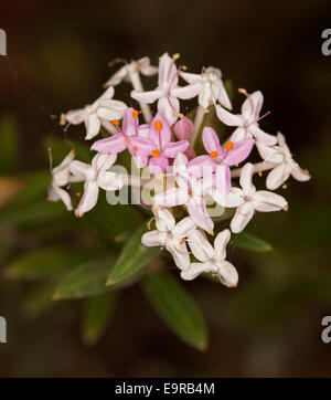 Cluster von blass rosa & weißen Blüten & Smaragd Blätter des Pimelia Linifolia, Australian Wildflower dunklen braunen Hintergrund Stockfoto