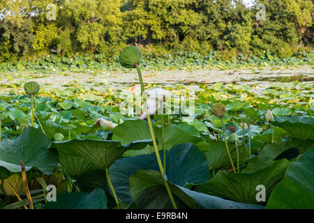 Das Naturschutzgebiet "Parco del Loto" Lotus grünen Gegend in Italien: einen großen Teich in der Lotosblumen (Nelumbo Nucifera) und Wasserlilien wachsen frei Erstellen einer wunderschönen natürlichen Umgebung. Stockfoto