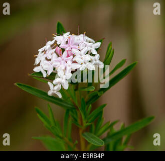 Cluster von blass rosa & weißen Blüten & Smaragd Blätter des Pimelia Linifolia, Australian Wildflower vor hellen braunen Hintergrund Stockfoto