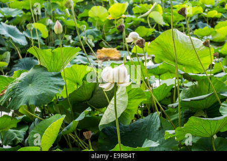 Das Naturschutzgebiet "Parco del Loto" Lotus grünen Gegend in Italien: einen großen Teich in der Lotosblumen (Nelumbo Nucifera) und Wasserlilien wachsen frei Erstellen einer wunderschönen natürlichen Umgebung. Stockfoto