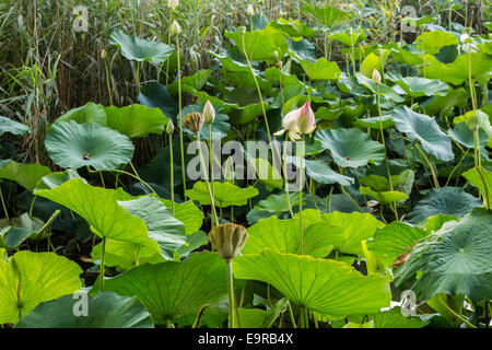 Das Naturschutzgebiet "Parco del Loto" Lotus grünen Gegend in Italien: einen großen Teich in der Lotosblumen (Nelumbo Nucifera) und Wasserlilien wachsen frei Erstellen einer wunderschönen natürlichen Umgebung. Stockfoto