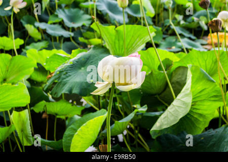 Das Naturschutzgebiet "Parco del Loto" Lotus grünen Gegend in Italien: einen großen Teich in der Lotosblumen (Nelumbo Nucifera) und Wasserlilien wachsen frei Erstellen einer wunderschönen natürlichen Umgebung. Stockfoto