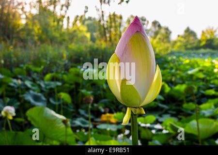 Das Naturschutzgebiet "Parco del Loto" Lotus grünen Gegend in Italien: einen großen Teich in der Lotosblumen (Nelumbo Nucifera) und Wasserlilien wachsen frei Erstellen einer wunderschönen natürlichen Umgebung. Stockfoto