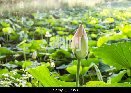 Das Naturschutzgebiet "Parco del Loto" Lotus grünen Gegend in Italien: einen großen Teich in der Lotosblumen (Nelumbo Nucifera) und Wasserlilien wachsen frei Erstellen einer wunderschönen natürlichen Umgebung. Stockfoto