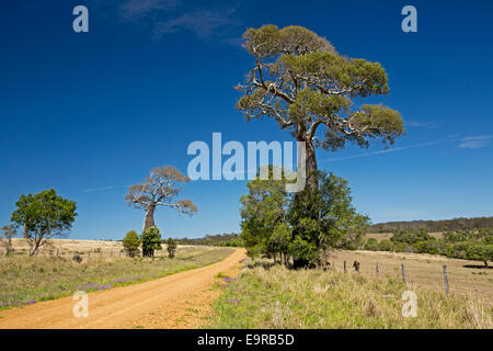 Schmale, unbefestigte Straße in australischen Landschaft mit Bäumen Flasche, Brachychiton Rupestris, vom Flachland bis Himmelblau Stockfoto