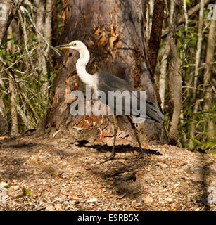 Große und beeindruckende australische weißer Hals / Pazifik Reiher, Ardea Pacifica stehen am Ufer neben großen Baumstamm Stockfoto