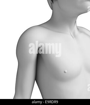 Darstellung der männlichen Brust Anatomie Kunstwerk Stockfoto