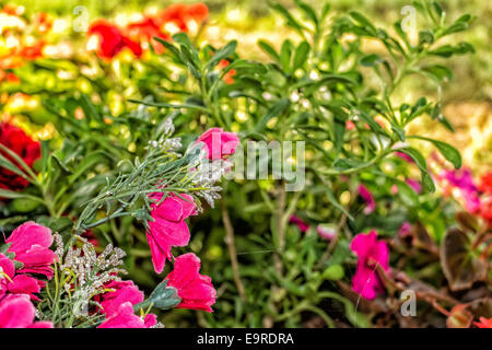 Kunststoff und echte Votiv Blumen unter einem Baum ein Votiv Aedicula der Emilia Romagna in Norditalien zu unterstützen. Einfachen Blüten sind am Fuße des Baumes, umgeben von grünen Unkraut: Farben sind gelb, rosa, Pink, lila, weiß Stockfoto