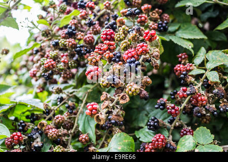 Rote und schwarze wilde Brombeeren Büsche und Äste auf grünen Blättern Hintergrund im italienischen Garten an einem sonnigen Sommertag Stockfoto