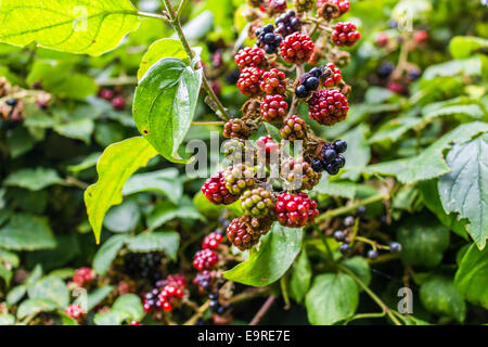 Rote und schwarze wilde Brombeeren Büsche und Äste auf grünen Blättern Hintergrund im italienischen Garten an einem sonnigen Sommertag Stockfoto