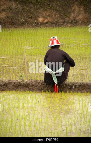 Eine Geja-Frau in einem bewässerten Reisfeld, Matang, Provinz Guizhou, China Stockfoto