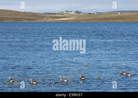 Familie der Graugänse - wilden Graugänsen und Gänsel, Anser Anser, auf Loch Rea Coigach Region der schottischen Highlands Stockfoto