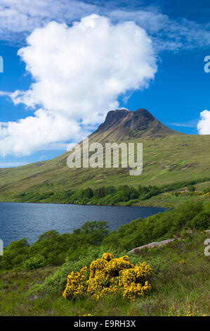 Stac Pollaidh, Stack Polly, Berg, See und wilde Ginster innerhalb Inverpolly National Nature Reserve in Coigach Region des Sco Stockfoto