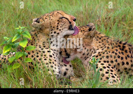 Gepard (Acinonyx Jubatus) zwei jungen Geparden Brüder Reinigung einander nach gefüttert haben. Stockfoto