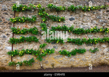 Horizontale Spalier Obstbaum ausgebildet auf Steinmauer Stockfoto