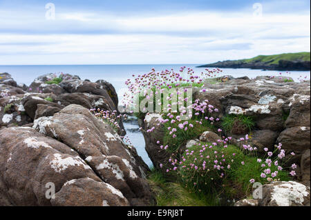 Coastal Wildblumen, Meer Sparsamkeit oder rosa Meer - Armeria Maritima - auf Felsen Felsbrocken an Gebrüder Punkt, Isle Of Skye, Western Isle Stockfoto