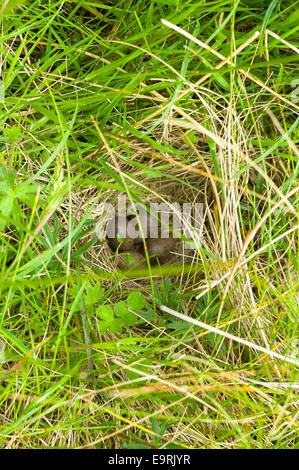 Gut versteckten Nest vier Feldlerchen Eier mit natürlichen Tarnung für Verkleidung während der Verschachtelung in einem Feld auf Isle Of Skye, die übergehende Stockfoto