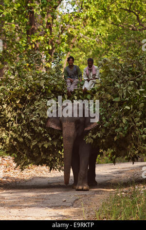 Indischer Elefant mit einen Tag essen, Corbett-Nationalpark, Indien. Stockfoto