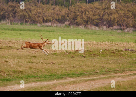 Gefleckter Hirsch - auf der Flucht, Corbett-Nationalpark, Indien. Stockfoto